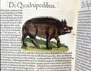 O javali segundo a Historia Animalium de Conrad Gesner, Tiguri 1560. Biblioteca Nazionale Braidense, Milão