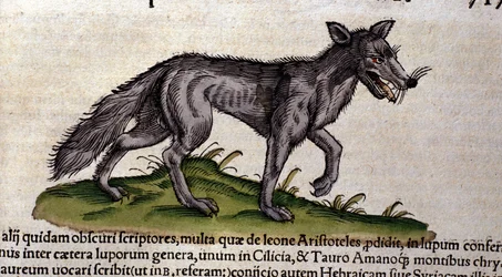 O lobo segundo a Historia Animalium de Conrad Gesner, Tiguri 1560. Biblioteca Nazionale Braidense, Milão