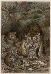 Tigre com tigres - Tigre (Panthera tigris) com crias - gravura de "Brehm