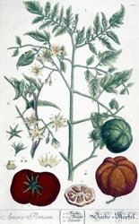 Tomate, tabuleiro botânico