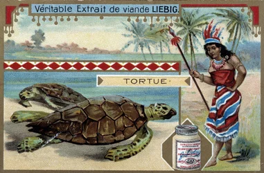 Tartaruga, com uma mulher vestida como uma nativa da América do Sul, equipada com uma lança de caça - Liebig chromolithography