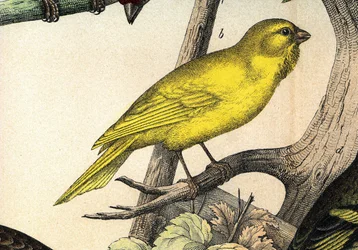 Un canari - in "Histoire naturelle des oiseaux", ed. Hoeopli, Milão