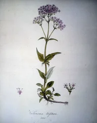 Valeriana mauve ou Valeriana tripteris. Herbário do século XIX.