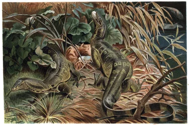 Varan - Lagarto monitor (Varanus) - gravação de "Brehm