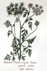 Plantas botânicas venenosas: Aethuse, Little Hail, salsa falsa e dor de cão. Gravura em "A medicação natural", de Friedrich Eduard Bilz (1842-1922)