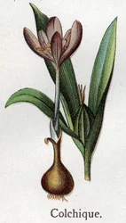 Plantas botânicas venenosas: colchiais. Gravura em "A medicação natural", de Friedrich Eduard Bilz (1842-1922)