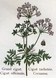 Plantas botânicas venenosas: grandes, officinal, mancha e cocuasse. Gravura em "La medicação naturelle", de Friedrich Eduard Bilz (1842-1922)