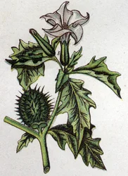 Plantas botânicas venenosas: estramoína de maçã espinhosa. Gravura em "A medicação natural", de Friedrich Eduard Bilz (1842-1922)