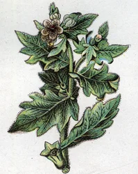 Plantas botânicas venenosas: até. Gravura em "A medicação natural", de Friedrich Eduard Bilz (1842-1922)