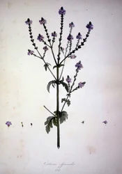 Verbena officinalis (Verbena officinale). Herbário do século XIX.