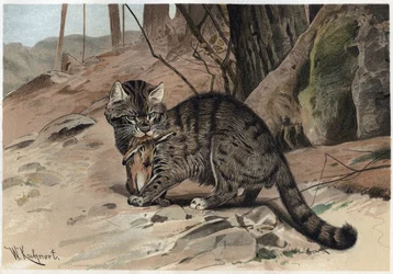Wild Cat - O gato selvagem (Felis silvestris) - gravura de "Brehm