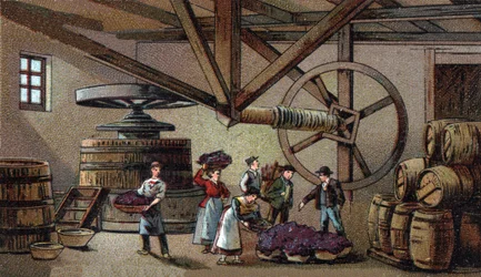 Produção de vinho: lagar do hospício de Beaune (fecha vaigeot). Cromolitografia do final do século XIX