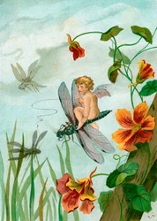 Fada Alada Montada numa Libélula perto das Flores de Nasturtium