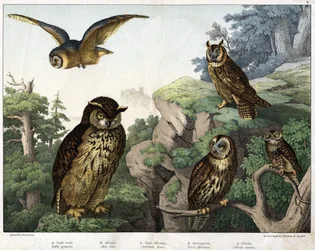 a: Coruja Dourada (Bubo ignavus), b: Hulotte (cat-huant) (concha Asio), c: Coruja brava (Syrnium aluco), d: Coruja (Strix flammea), e: Coruja (Athene noctua) - em "Natural History of Birds", ed. Hoepli, Milão