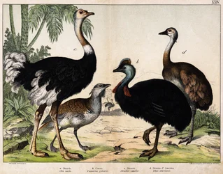 a: Abetarda grance (Otis tarda), b: Casoar (Casarius galeatus), c: Avestruz Africana (Struthio camelus), d: Nandon (Rhea Americana) -In "Natural History of Oideals", ed. Hoepli, Milão