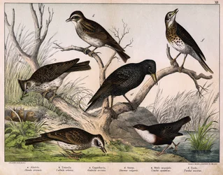 a: Lark do Norte (Alauda arvensis), b: Lulu lark (Lullula arborea), c: Cappellaccia (Galerita cristata), d: Estorninho de Sansonnet (Sturnus Vulgaris), e: Pato (Cinclus aquaticus), f: Thrush (Turdus musicus) - em "Natural History of birds" ", ed. Hoepli, M