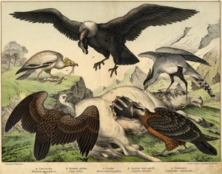 a: Percnopterus (Neophron percnopterus), b: Griffon abutre (Gyps fulvus), c: Condor (Sarcoramphus gryphus), d: Abutre de cordeiros (Gypaëtus barbatus), e: Cobra (Gypogeranus serpentarius) - em "História Natural das Aves", ed. Hoepli, Milão