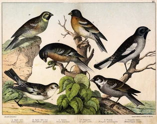 a: Pardal (Emberiza circlus), b: Pardal da neve (Plectrophanes nivalis), c: Pardal (Pour domesticus), d: Pinson (Fringilla coelebs), e: Pinson do Norte (Fringilla montifringilla), Niverolle (Montifringilla nivalis) - em "História Natural das Aves", ed. Hoe