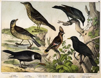a: Tordo-zornal (Turdus viscivorus), b: Tordo-zornal (Turdus pilaris), c: Melro-de-peito-branco (Merula torquata), d: Melro-azul (Monticola cyanus), e: Melro-preto (Merula nigra), f: Tagarela-europeia (Ampelis garulus) - em « História Natural das Aves »