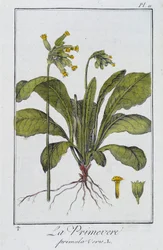 la Primevere (Primula vers) - em "Exercises de botany à l