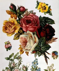 Um buquê de rosas. Cromolitografia do século XIX.