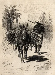 Um comerciante de cana e sua mula em Cartago (Costa Rica), o único comerciante que anima as ruas vazias da cidade. Gravura para ilustrar a viagem a Nova Granada, do Dr. Saffray, em 1869, publicada em "Le tour du monde" 1873, editada por Edouard Char