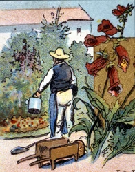 Um jardineiro, cromolitografia