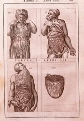 Tábua anatômica representando: as dimensões, músculos do abdômen, intestinos e estômago. Gravura em "" Anatomia Corporis Humani "" de Juan Valverde De Amusco (1525-1588). Tabela I, Livro III. Barcelona. Biblioteca de Catalunya (Biblioteca Nacional de Ca