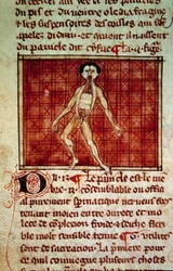 Figura anatómica: casca, peito aberto. Miniatura do manuscrito "Cirurgia" (Folio 11v) escrito por Henri de Mondeville (cirurgião de Philippe Le Bel professor de anatomia)
