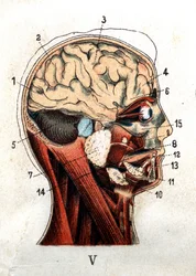 Anatomia: secção transversal do crânio humano, secção do cérebro e do rosto. A prancha representa as glândulas ao nível do crânio, os lobos e o cerebelo. «A nova medicação natural» de F. E. Bilz, 1898.