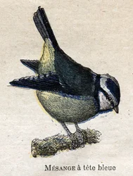 Aves Úteis para a Agricultura: Azul-de-cabeça-azul Meanange