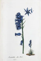Campainha