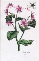 Borragem