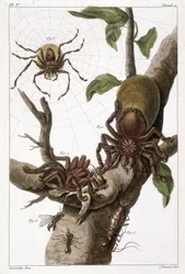 Prancha botânica: 1) aranha do Suriname sobre goiaba e casulo de lagarta 2) a mesma aranha a devorar um beija-flor, daí o nome Aranea avicularia Linn 3) Caçador de aranhas de Linneus, Suriname 4) formiga do Suriname 5) ninfa desta formiga 6) formiga alada