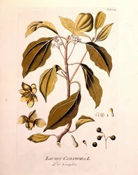 Quadro botânico: cânfora (Laurus Camphora). Gravura em "da Icons Plantarum medicinalium" de Joseph Jacob von Plenck, médico e botânico austríaco (1738-1807), Viena 1791.