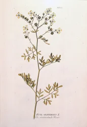 Tábua botânica: rue officinale (Ruta graveolens). Em "Icons Plantarum medicinalium" por J.J.Plenck, Viena, Áustria