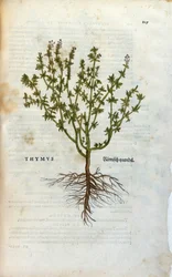 Placa botânica: Tomilho (Thymus) Herbarium de Lheonard Fuchs, "Historia Stirpium", Bale
