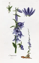 Campanula (campânula com folhas de pêssego)