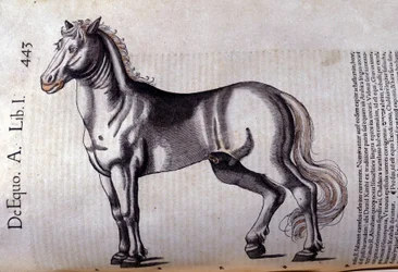 Cavalo. in Historia Animalium de Conrad Gesner (1516 - 1565), Tiguri