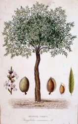 Amendoeira comum - tábua botânica