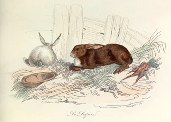 "Completes de Buffon" com a nomenclatura de Linneene e a classificação de Cuvier: Os animais: O coelho (gravura)