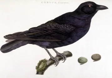 Corone raven - quadro de história natural