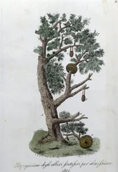 Sistema de corte para o desenvolvimento de árvores de fruto. Placa retirada de "Giornale dell