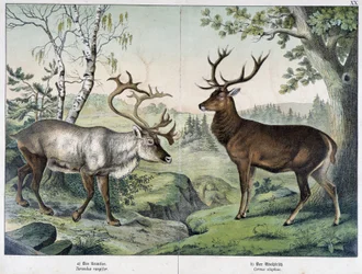 Deers - em "Natural History of Mammals", ed. Schreiber