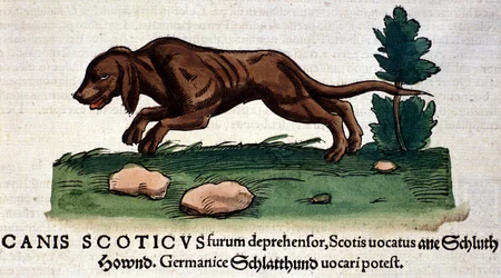 Cão da Historia Animalium de Conrad Gesner, Tiguri 1560. Biblioteca Nazionale Braidense. Milão