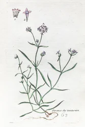 Lidra de tintureiro ou woodruff de tintureiro