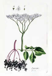 Sabugueiro