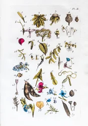 Tabela elementar das figuras e dos seus nomes na Flora Parisiensis