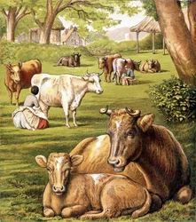 Agricultores a extrair leite. Século XIX.