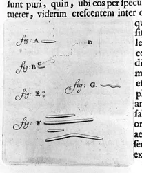 Primeira representação de bactérias Descrição pelo comerciante e cientista holandês Antoine van Leeuwenhoek (ou Leeuvenhoek Leeuwenhoeck) (ou Antoni ou Anthonie) (1632-1723) após um estudo das bactérias na sua boca. Gravura de "Arcana Natura Detecta" 1695.